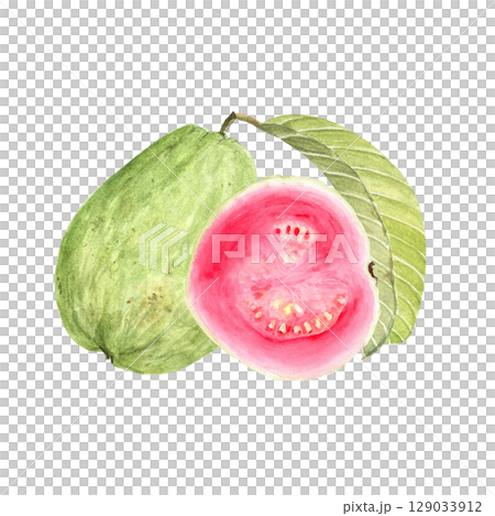 Whole green guava fruit with pink slice. Hand painted textured watercolor composition isolated on white. Perfect for summer cards, label, eco-friendly packaging, kitchen decor, tropical fruit branding Whole green guava fruit with pink slice. Hand painted textured watercolor composition isolated on white. Perfect for summer cards, label, eco-friendly packaging, kitchen decor, tropical fruit branding 129033912