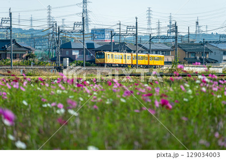 コスモス畑を行く三岐鉄道 129034003