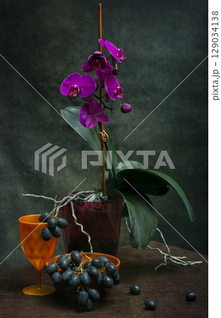 Phalaenopsis orchid bush in a pot on a dark background with grapes 129034138
