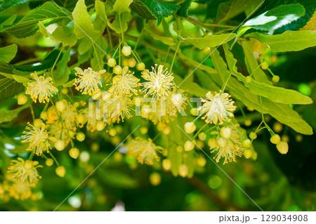 Close-up of Blooming Linden Tree Flowers with Yellow Stamens and Green Leaves in Summer Sunlight 129034908