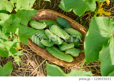 Harvest of organic bio natural cucumbers in basket on bed with cucumber plants, top view Harvest of organic bio natural cucumbers in basket on bed with cucumber plants, top view 129035031