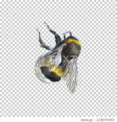 Bee or bumblebee sitting. Hand drawn watercolor illustration of insect isolated on white. Element for creating labels of honey, apple or pear juice, marmalade, cider. 129035048
