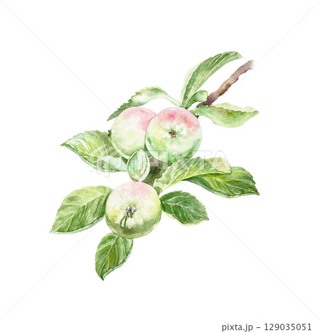 Branch with beautiful tasty juicy apples and green leaves watercolor illustration isolated on white. Hand drawn bright botanical clip art for creating juice or jam labels. Branch with beautiful tasty juicy apples and green leaves watercolor illustration isolated on white. Hand drawn bright botanical clip art for creating juice or jam labels. 129035051