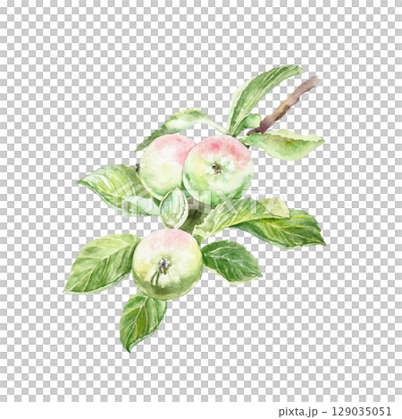 Branch with beautiful tasty juicy apples and green leaves watercolor illustration isolated on white. Hand drawn bright botanical clip art for creating juice or jam labels. Branch with beautiful tasty juicy apples and green leaves watercolor illustration isolated on white. Hand drawn bright botanical clip art for creating juice or jam labels. 129035051