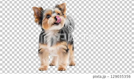 A Yorkshire Terrier stands gracefully, licking its nose with its tongue. The setting is bright and clear, highlighting the dog's playful and curious nature, along with its charming fur colors. A Yorkshire Terrier stands gracefully, licking its nose with its tongue. The setting is bright and clear, highlighting the dog's playful and curious nature, along with its charming fur colors. 129035356