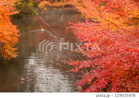 湯布院　金鱗湖紅葉 129035976