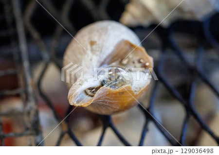 つぶ貝 つぶ貝 129036498