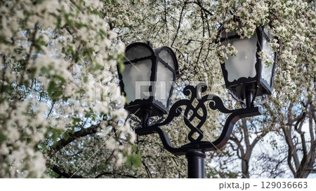 Vintage Street Lamp Framed by Blooming Spring Tree Vintage Street Lamp Framed by Blooming Spring Tree 129036663