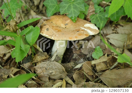 春、地面から顔を出した大型のイグチの仲間のキノコ 129037130