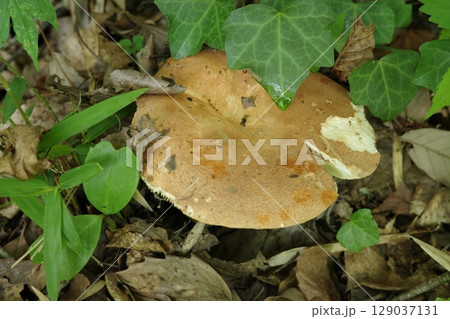 春、地面から顔を出した大型のイグチの仲間のキノコ 春、地面から顔を出した大型のイグチの仲間のキノコ 129037131