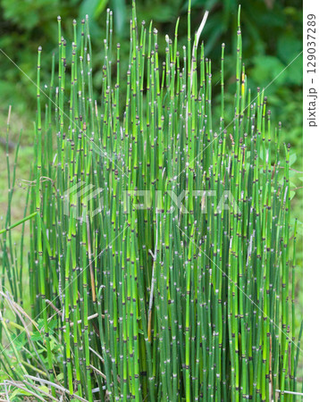 大葉羊歯植物 トクサ科トクサ 大葉羊歯植物 トクサ科トクサ 129037289