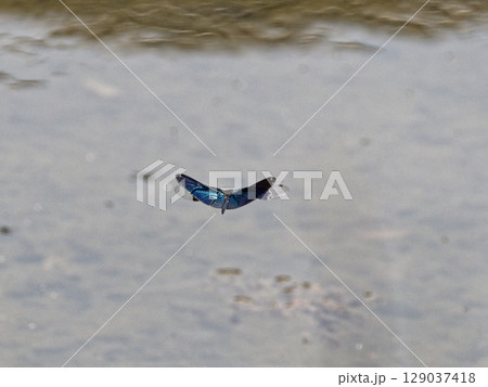 飛翔するトンボ科チョウトンボ 129037418