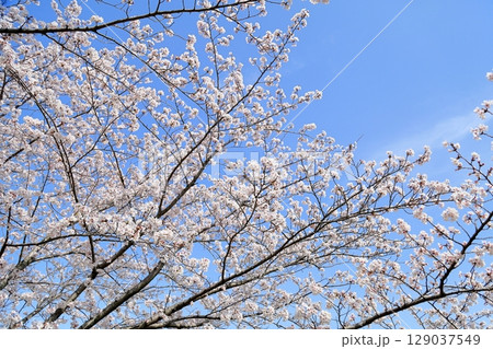満開 ソメイヨシノの花 満開 ソメイヨシノの花 129037549