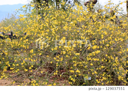 オウバイの花 オウバイの花 129037551