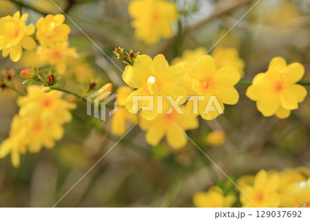 オウバイの花 オウバイの花 129037692