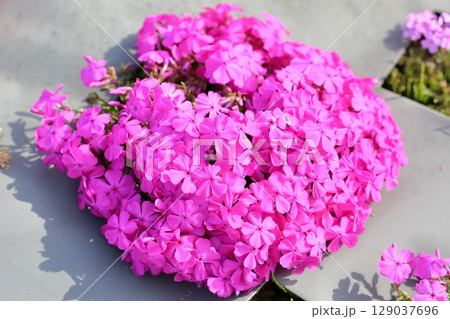 可愛い シバザクラの花 可愛い シバザクラの花 129037696