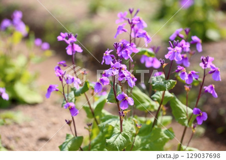 ムラサキハナナの花 満開 ムラサキハナナの花 満開 129037698