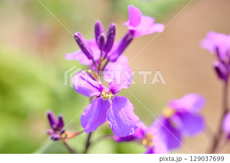 爽やか　ムラサキハナナの花 129037699