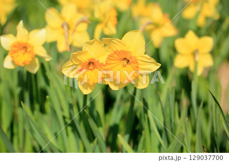 黄色のスイセンの花　ラッパスイセン 129037700
