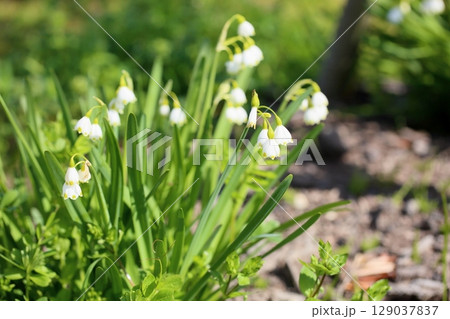 可愛い スノーフレークの花 可愛い スノーフレークの花 129037837