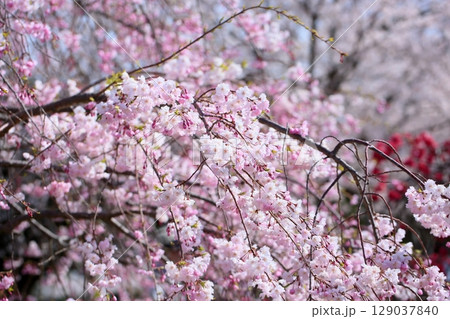満開　シダレザクラの花 129037840