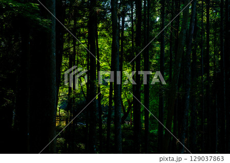 神奈川県南足柄の風景　大雄山　最乗寺 129037863