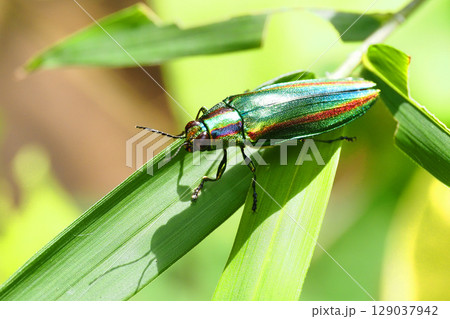 タマムシ(ヤマトタマムシ) タマムシ(ヤマトタマムシ) 129037942