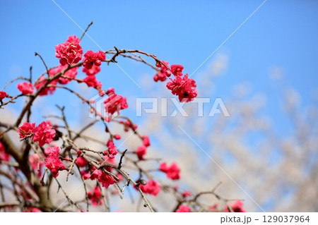 鮮やか ハナモモの花 鮮やか ハナモモの花 129037964