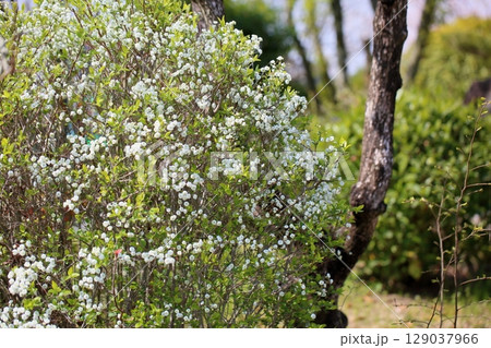 満開　シジミバナの花 129037966