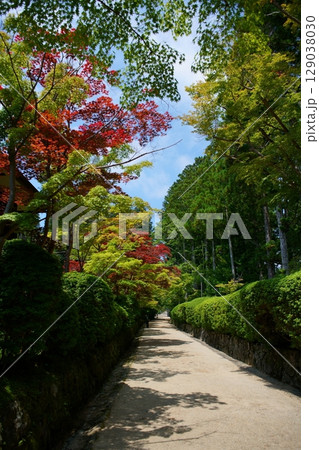世界遺産高野山の情景　蛇腹道 129038030