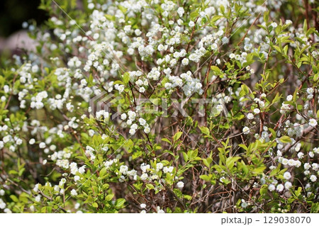 爽やか シジミバナの花 爽やか シジミバナの花 129038070