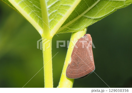 チュウゴクアミガサハゴロモ 129038356