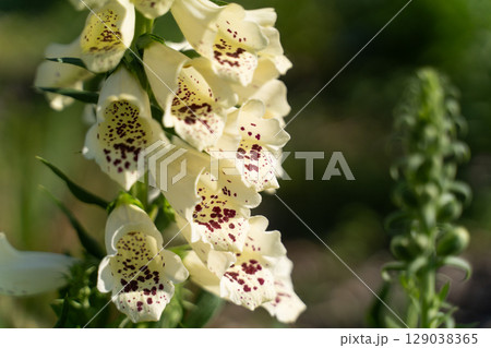 陽だまりに咲く薬草の花② 129038365