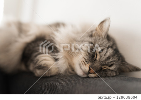 close up grey fluffy sleeping cat 129038604