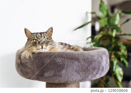 domestic cat sleeping on cat tree scratching post 129038608