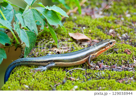 美しい光沢のニホントカゲ幼体 129038944
