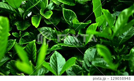 植物イメージ　 129038948