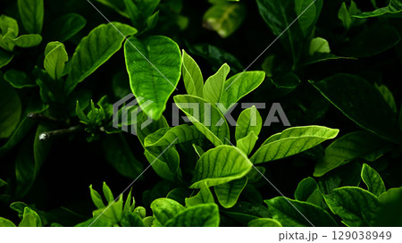 植物イメージ　 129038949