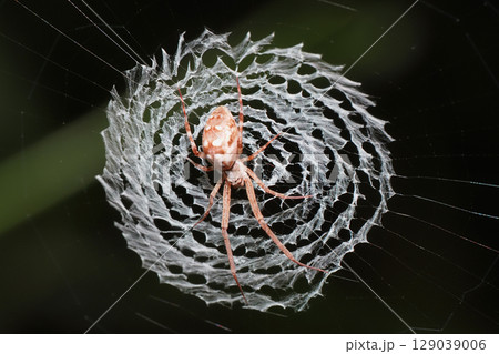 カタハリウズグモと巣（裏側） 129039006