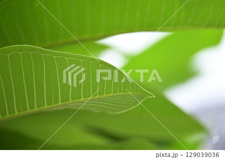 beautiful green leaf texture in springtime, water drop on frangipani leaves beautiful green leaf texture in springtime, water drop on frangipani leaves 129039036
