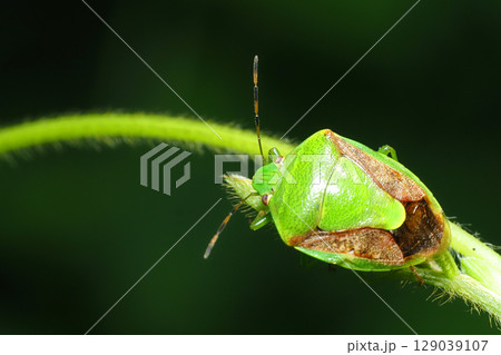 チャバネアオカメムシ 129039107