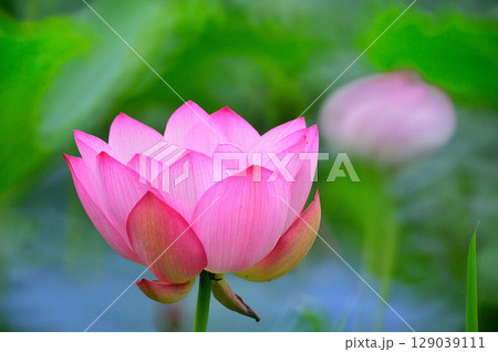 美しい蓮の花 129039111