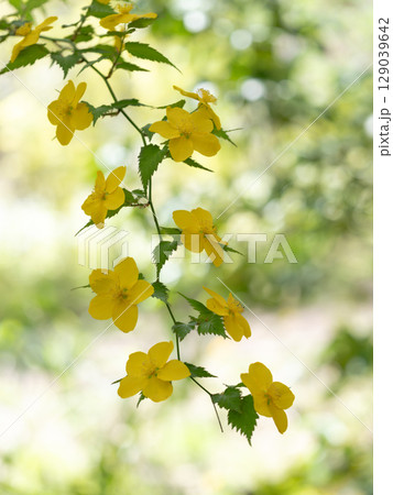 美しい一重のヤマブキ 美しい一重のヤマブキ 129039642