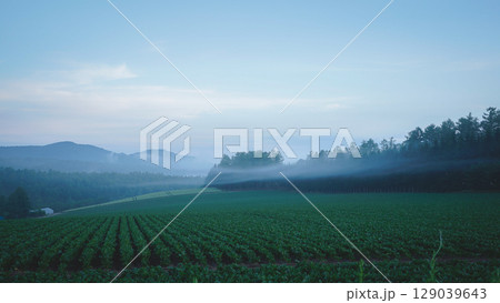 霧に包まれた畑 129039643