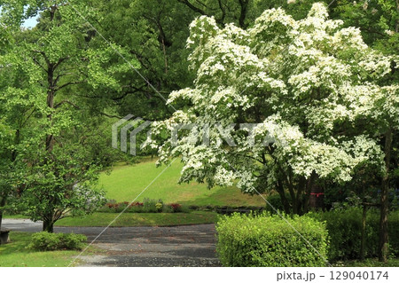 満開の白いハナミズキが咲く初夏の久留米石橋文化センターの風景 129040174