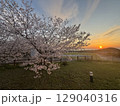 夕暮れに咲く桜 129040316