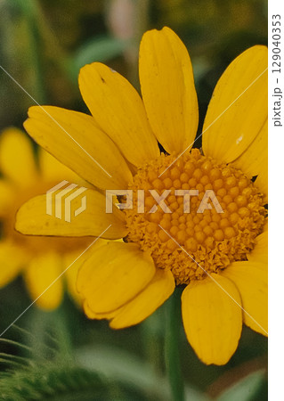 Bright yellow flower with asymmetrical petals, imperfection as beauty Bright yellow flower with asymmetrical petals, imperfection as beauty 129040353