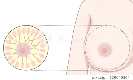 乳房の断面図 わかりやすい図解イラスト 乳房の断面図 わかりやすい図解イラスト 129040364