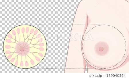 乳房の断面図 わかりやすい図解イラスト 乳房の断面図 わかりやすい図解イラスト 129040364