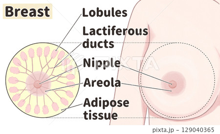 乳房の断面図 わかりやすい英語図解イラスト 乳房の断面図 わかりやすい英語図解イラスト 129040365